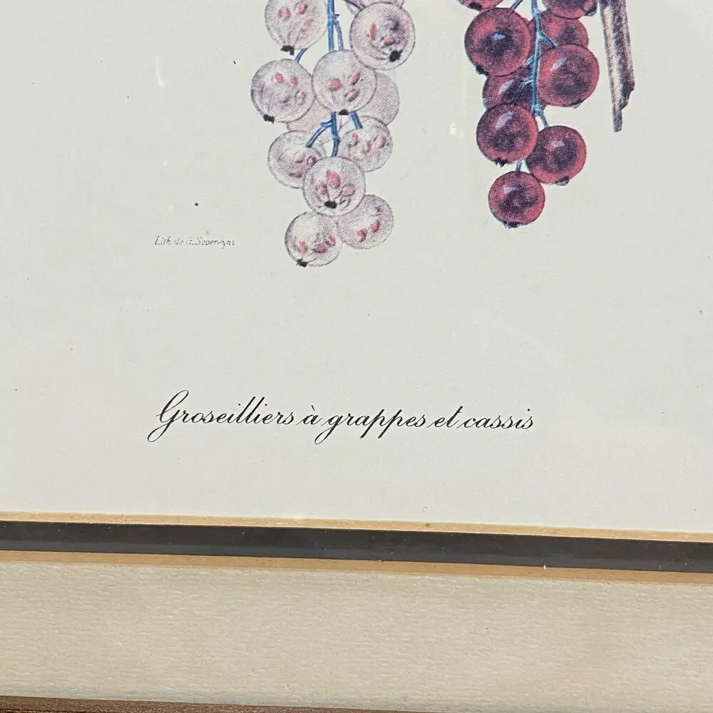 Botanical Lithograph Print Framed in Shadowbox Deep Walnut Solid Wood Frame